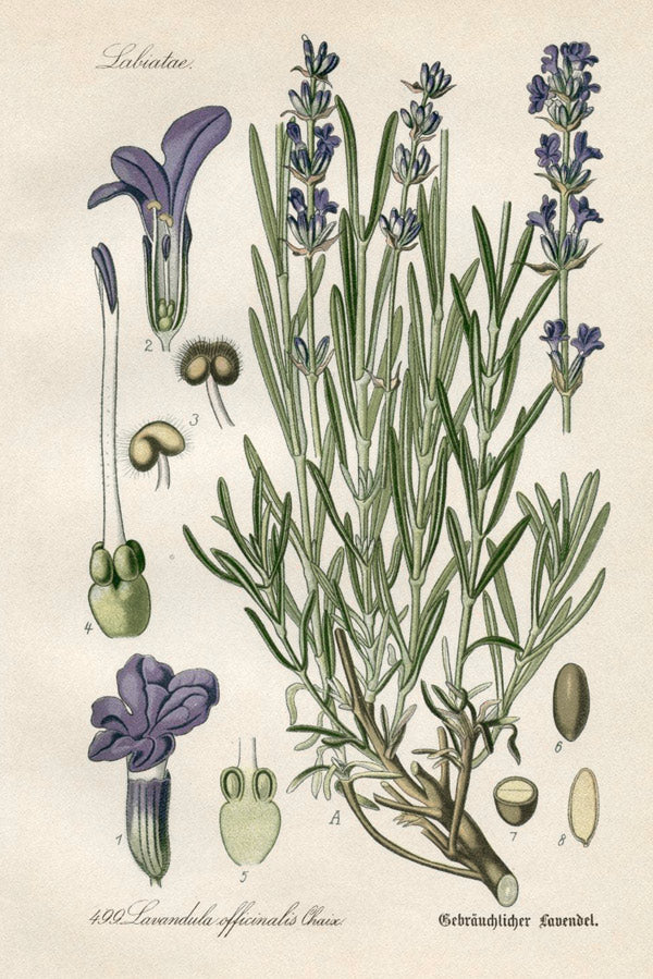The language and sentiment of flowers: Lavender