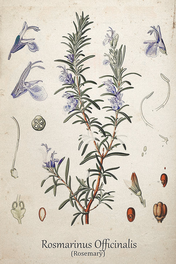 The language and sentiment of flowers: Rosemary